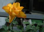 DSCN0337.JPG