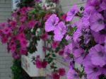 DSCN0365.JPG