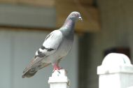 DSC_0802.JPG