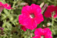 DSC_0824.JPG