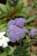 DSC_0827.JPG