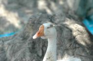 DSC_0867.JPG