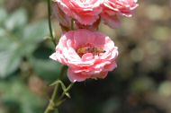 DSC_0897.JPG