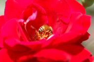 DSC_0904.JPG