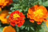 DSC_0909.JPG