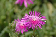 DSC_0929.JPG