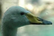 DSC_0934.JPG